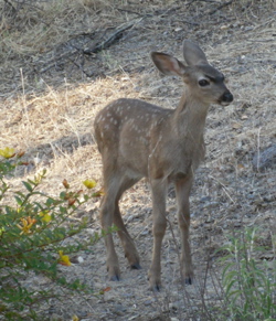 fawn with spots