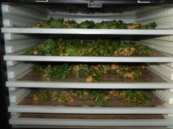 Kale chips dehydrate